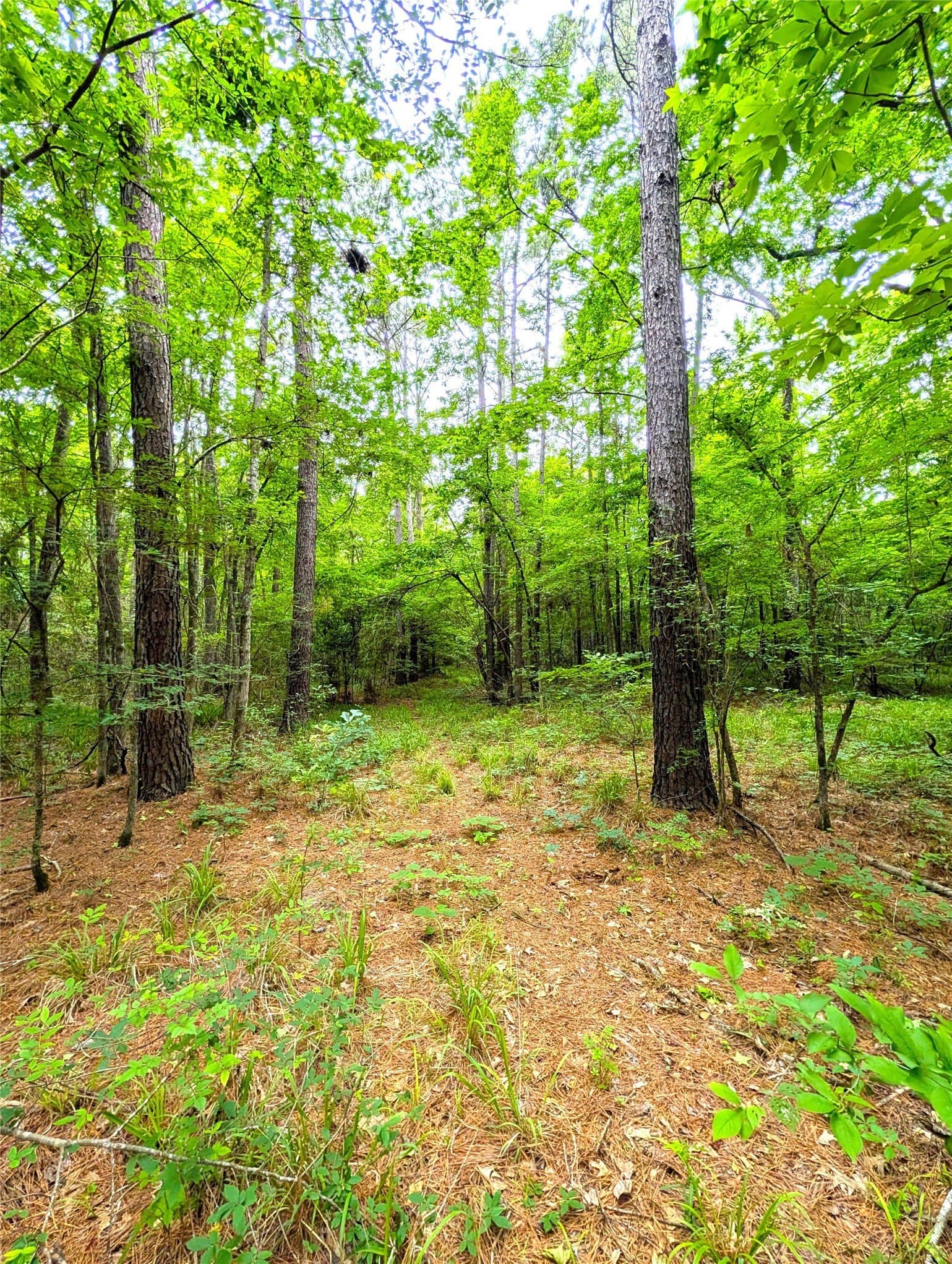 66.4 acres in Cherokee County gallery image 4