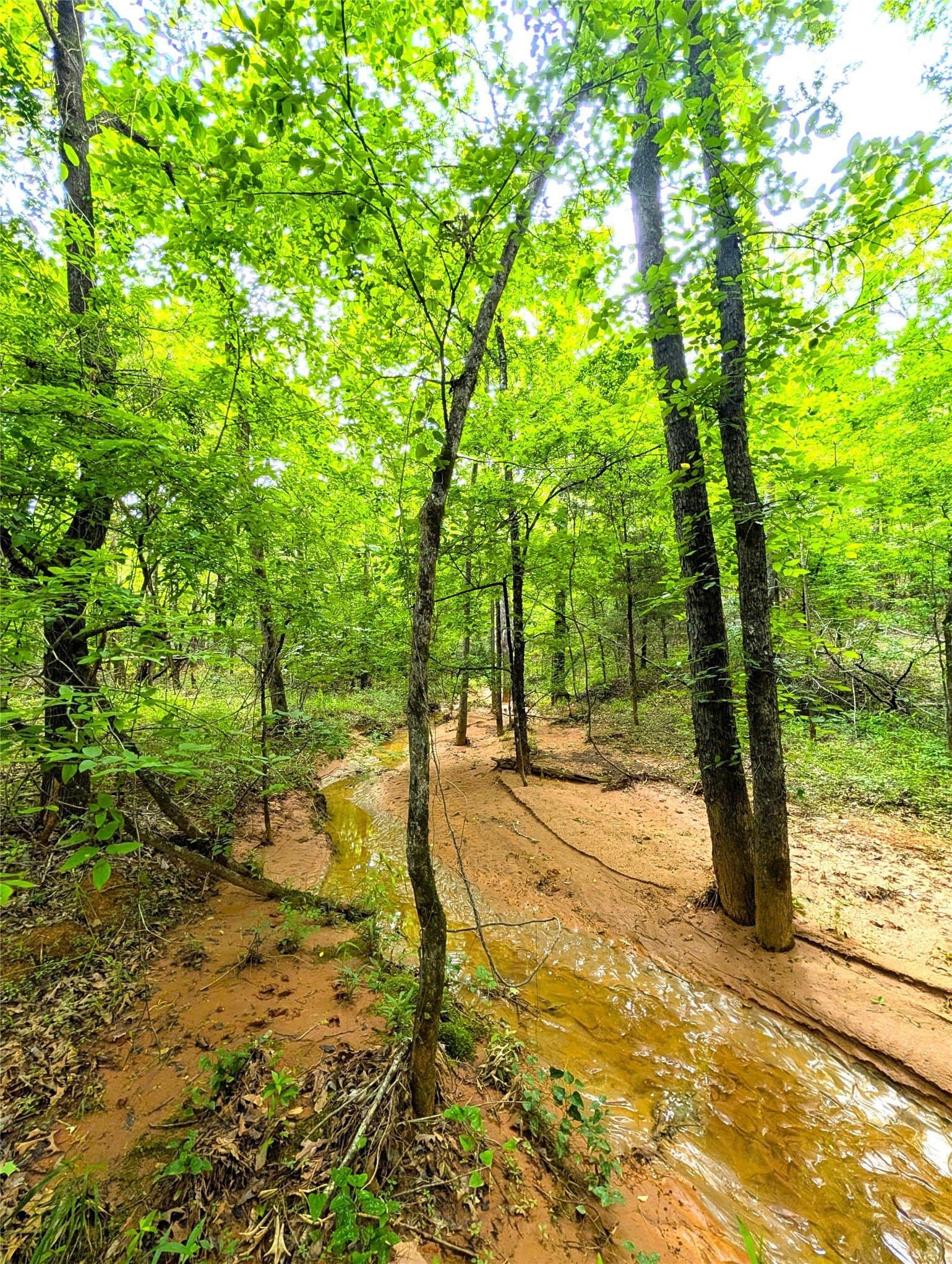 66.4 acres in Cherokee County - photo 6