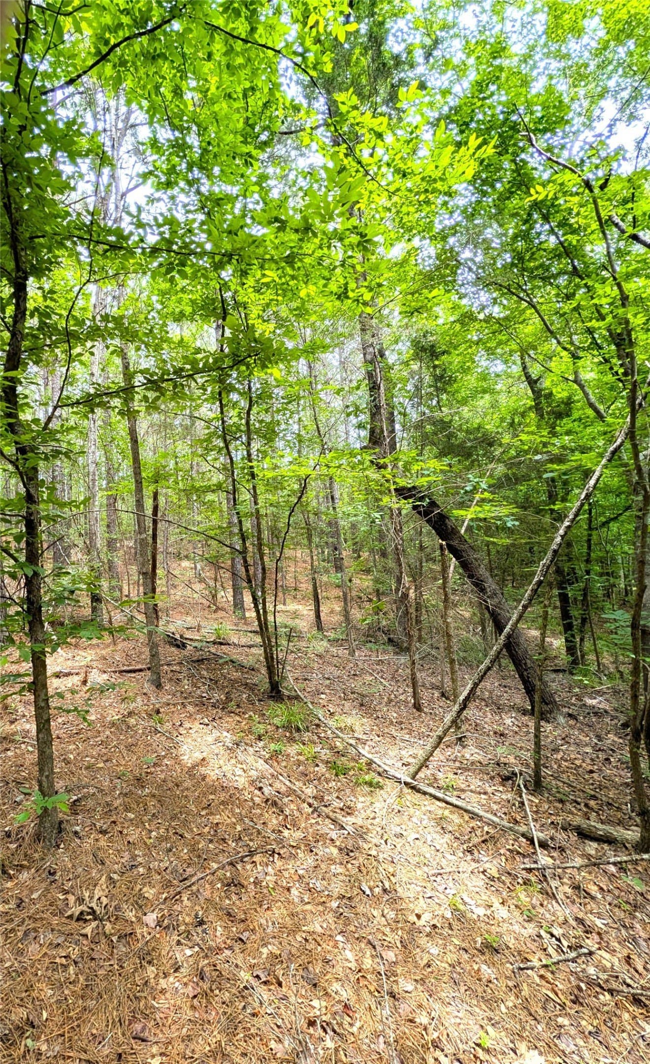 66.4 acres in Cherokee County - photo 12