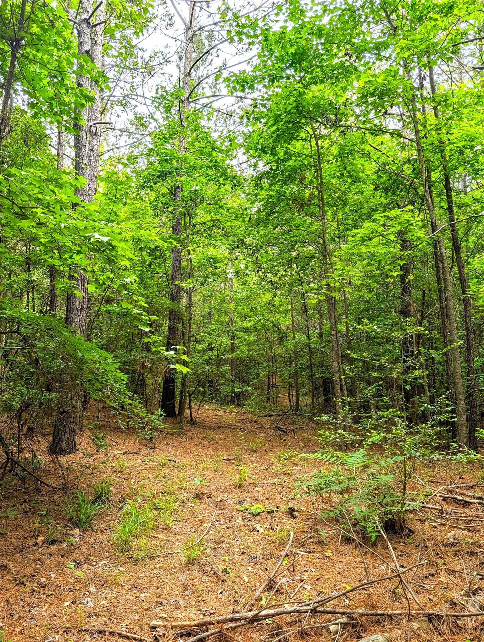 66.4 acres in Cherokee County - photo 7
