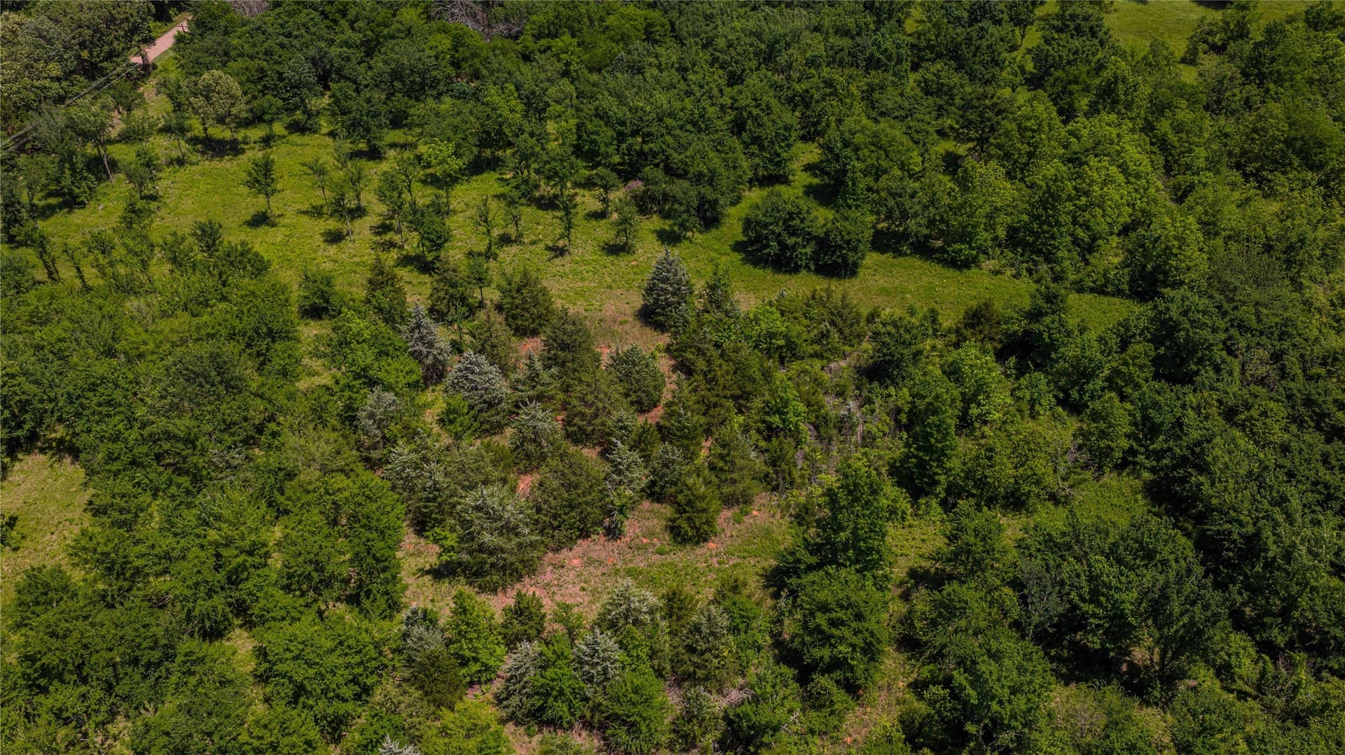 44 acres in Titus County - photo 13