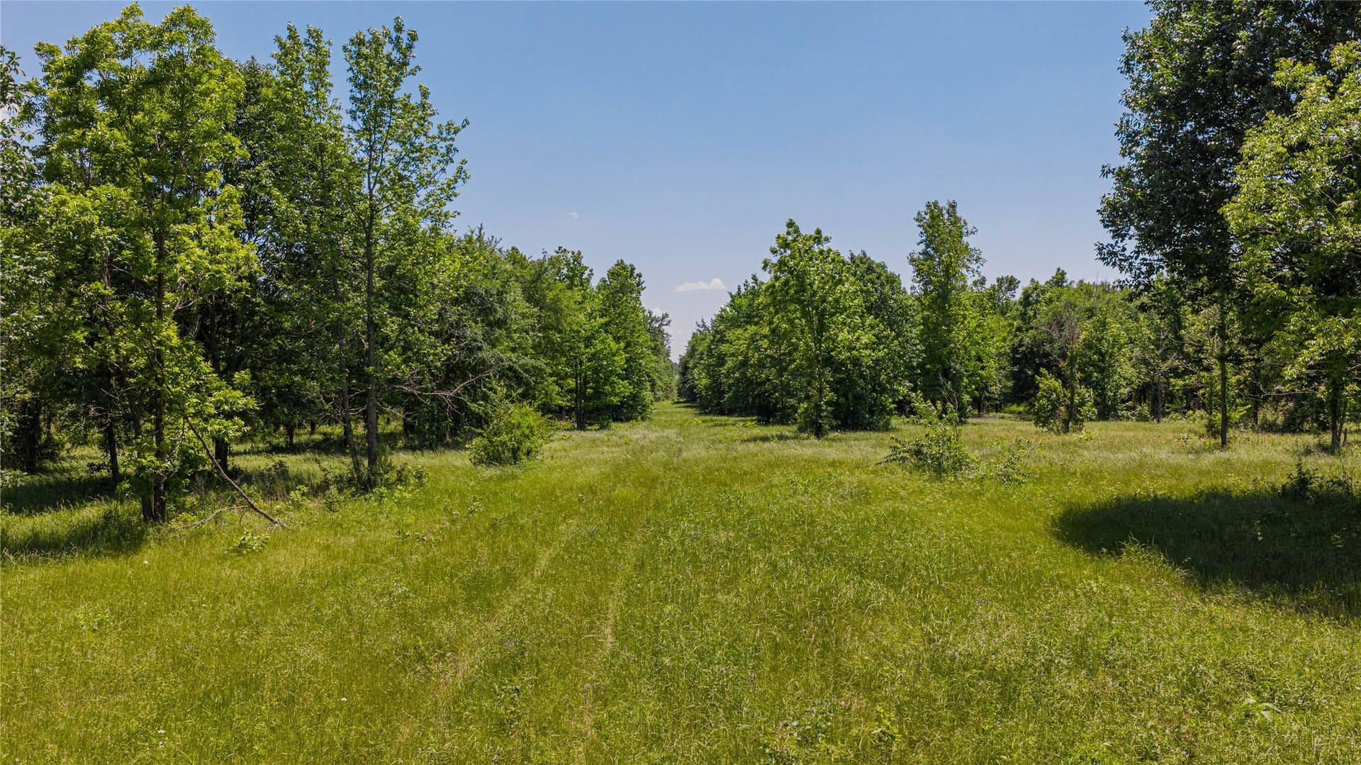 44 acres in Titus County - photo 20