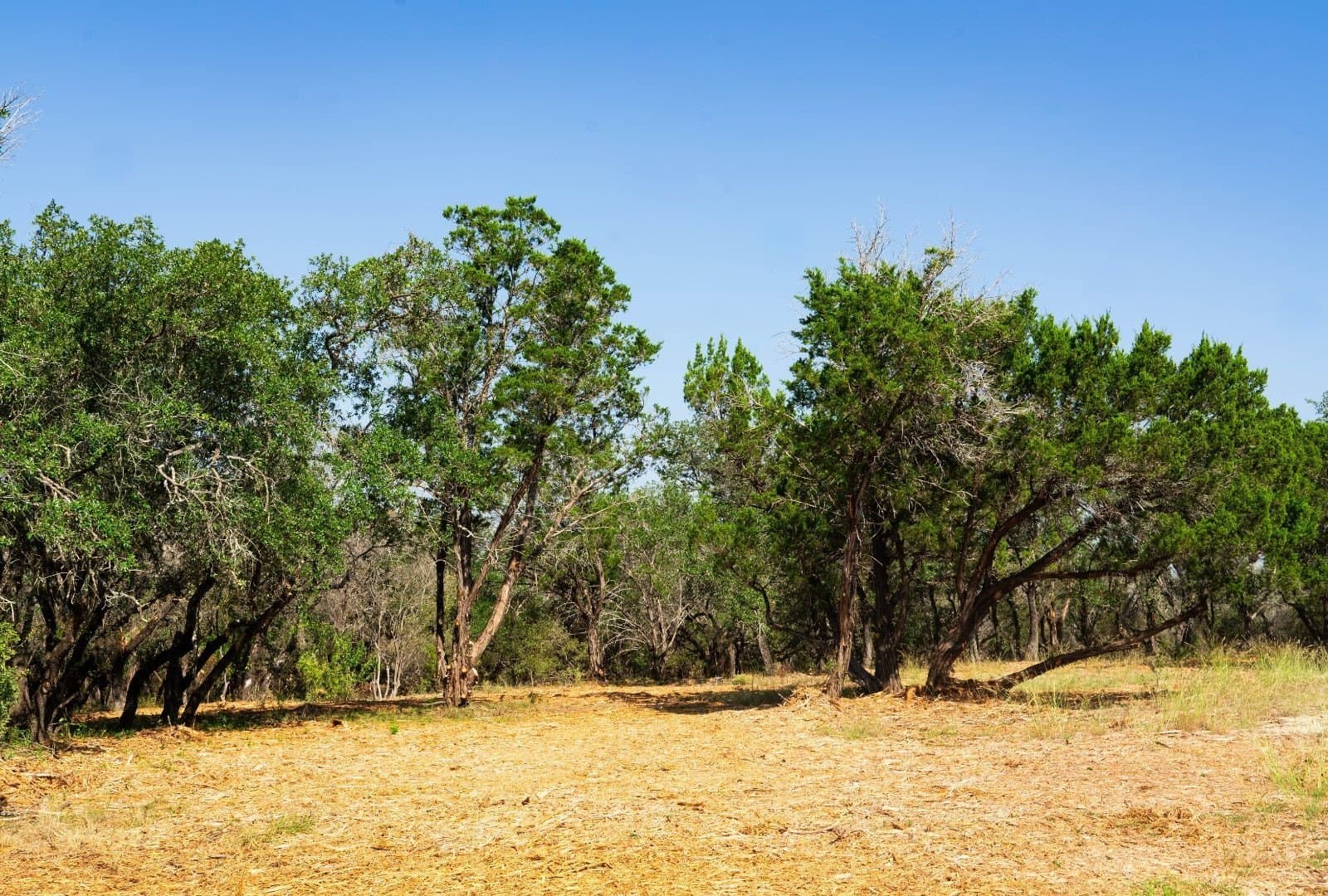 40 acres in Travis County - photo 19