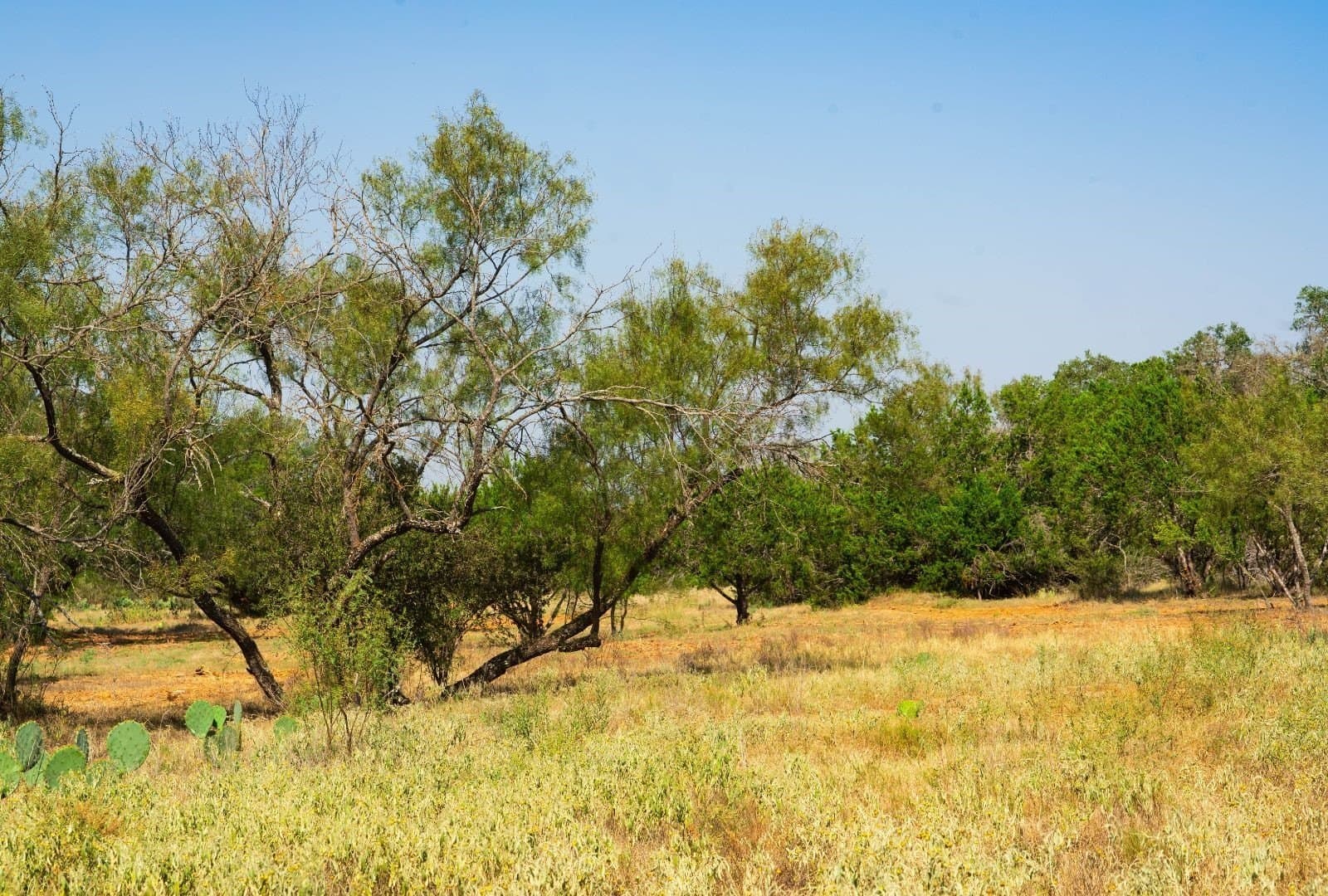40 acres in Travis County - photo 14