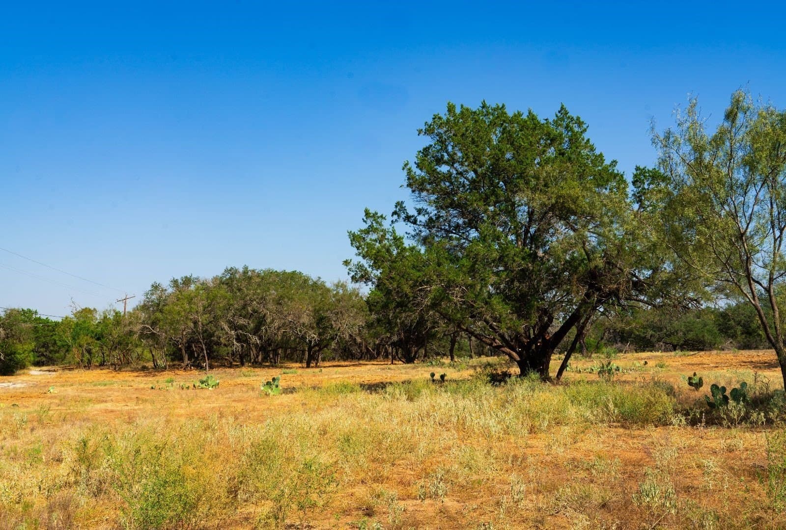 40 acres in Travis County - photo 15