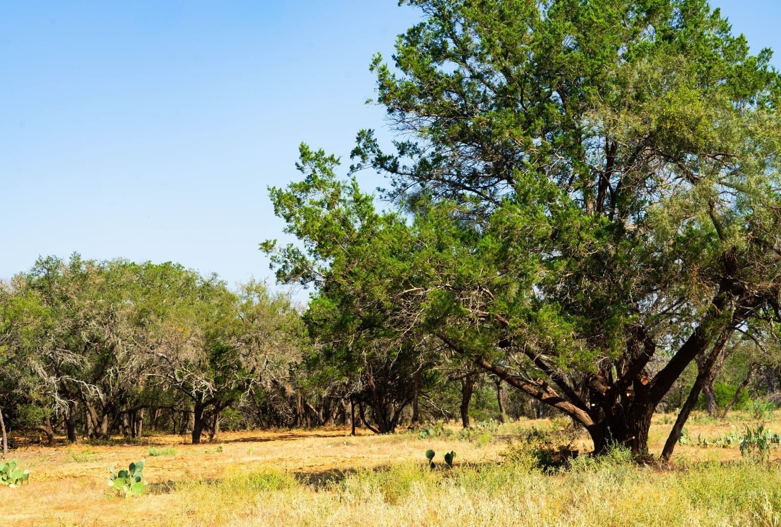 40 acres in Travis County - photo 3