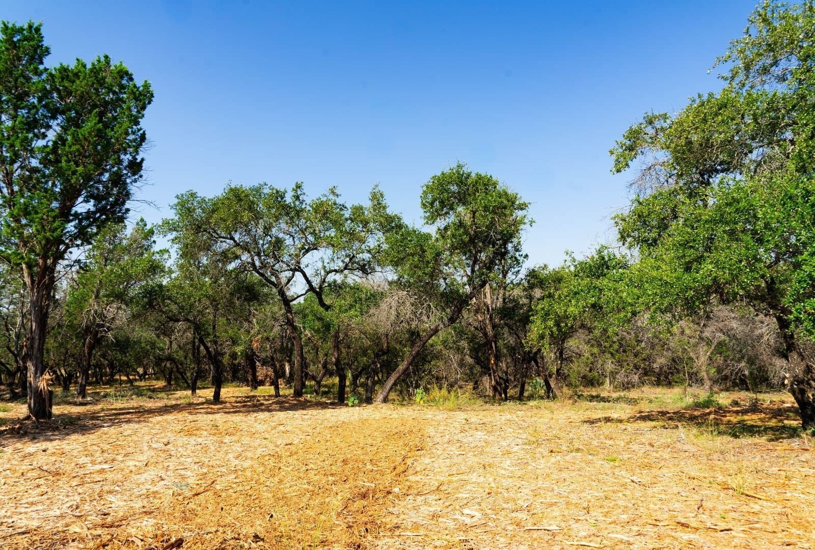 40 acres in Travis County - photo 20