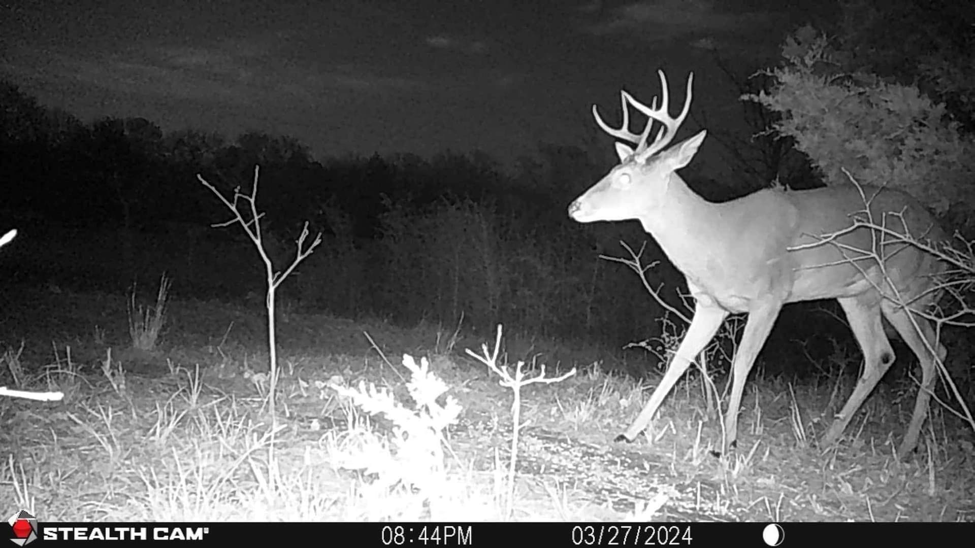 55 acres in Grayson County - photo 6