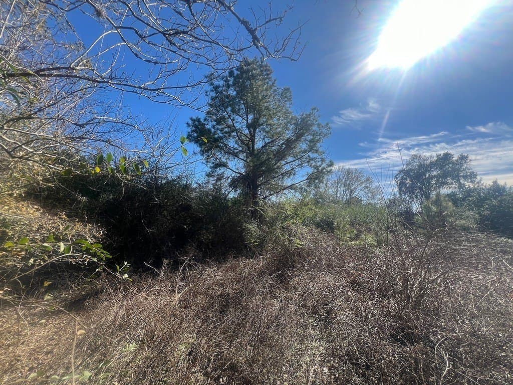 1.2 acres in Austin County - photo 13