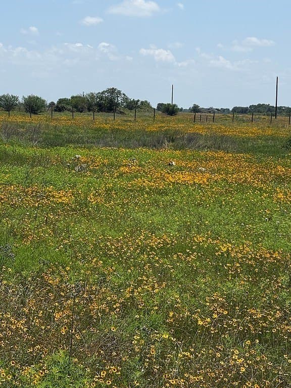 13.85 acres in Colorado County - photo 8