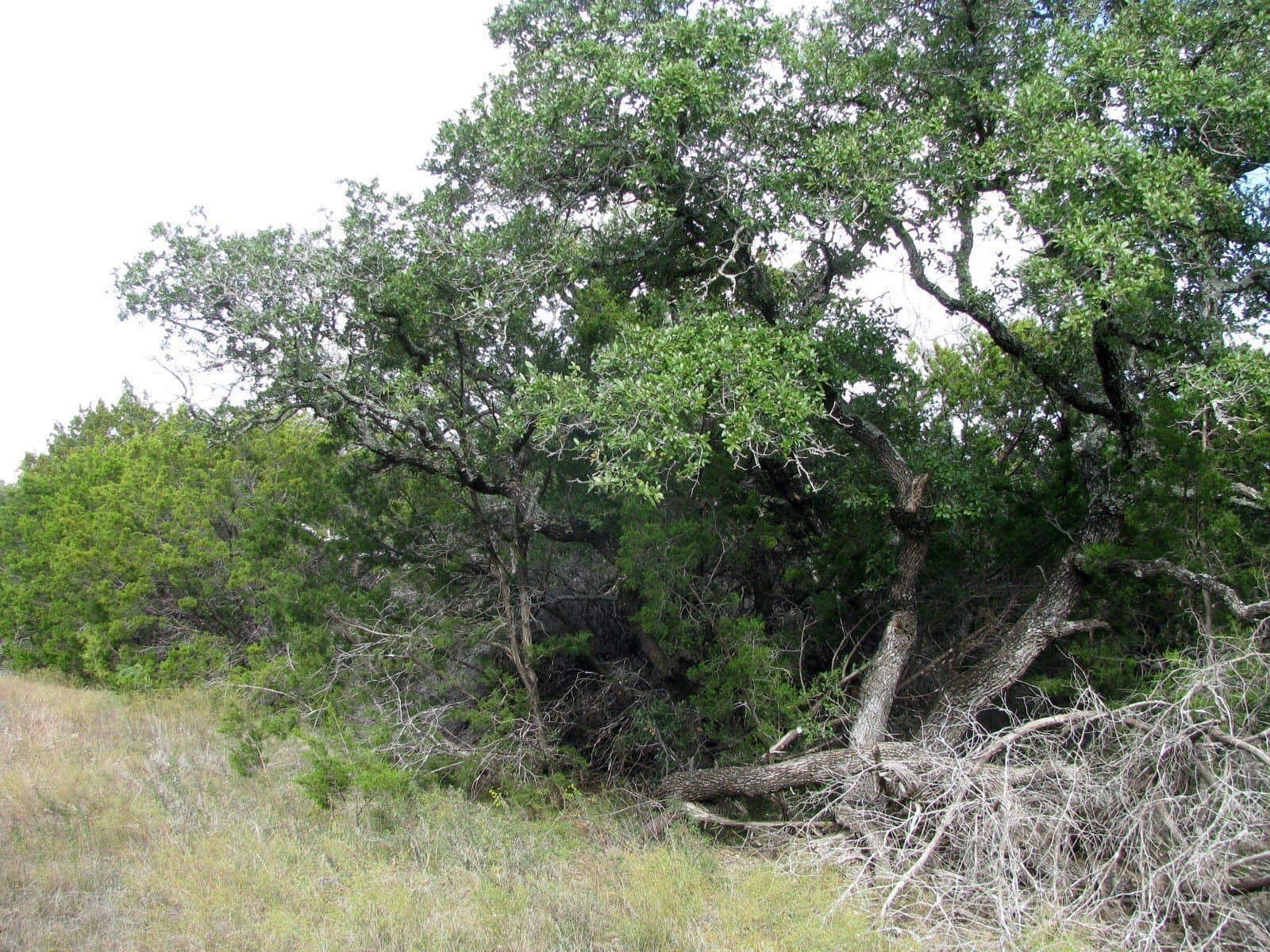 10.01 acres in Hamilton County - photo 6