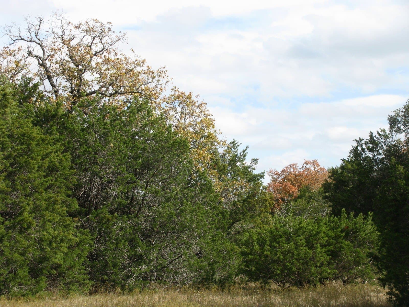 10.01 acres in Hamilton County - photo 19