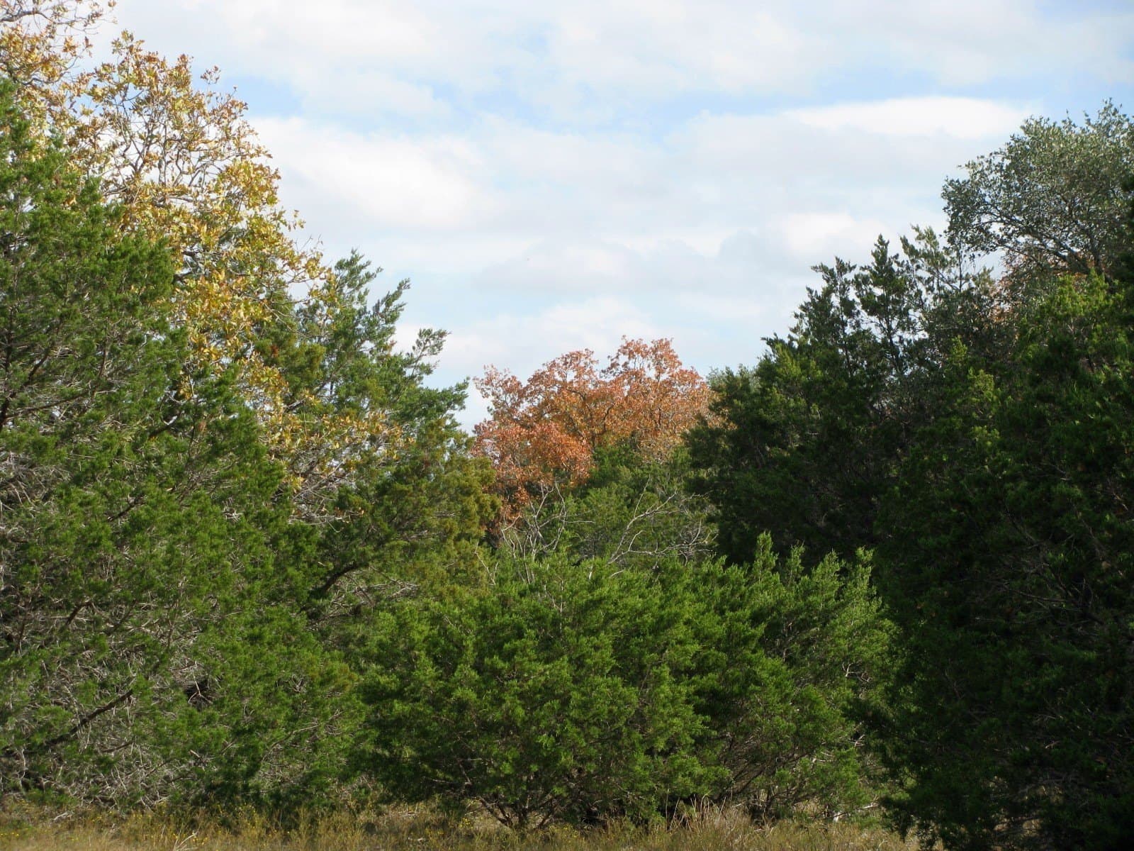 10.01 acres in Hamilton County - photo 18