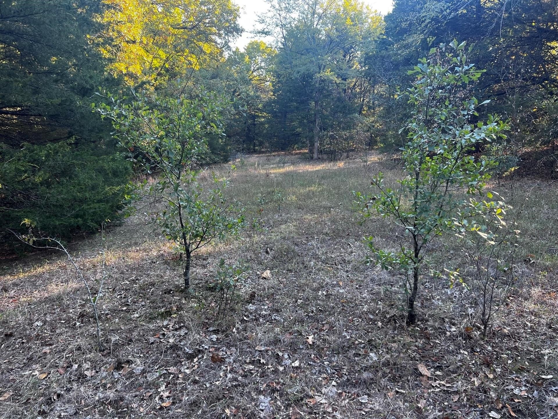 77.23 acres in Fannin County - photo 16