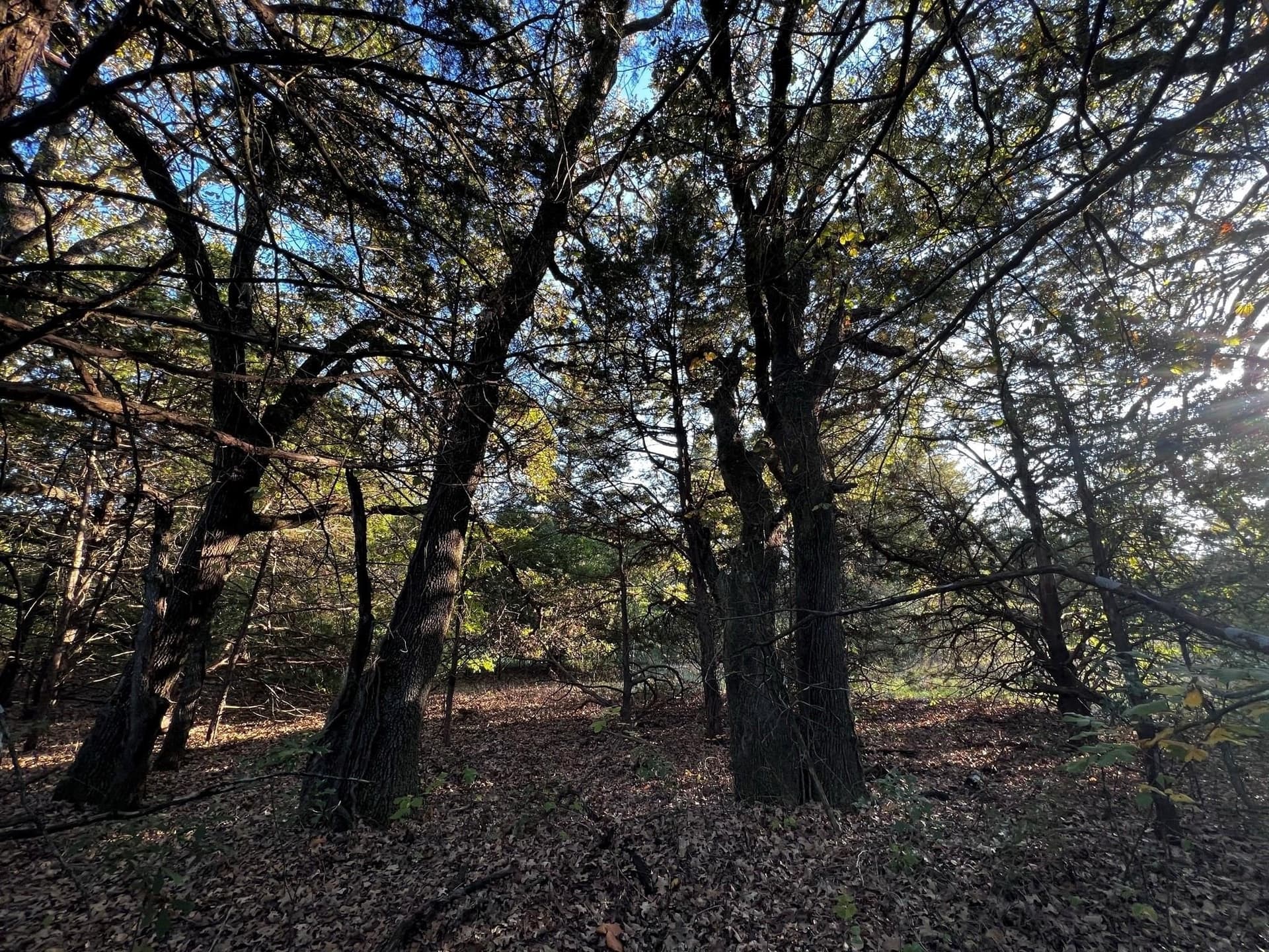 77.23 acres in Fannin County - photo 18