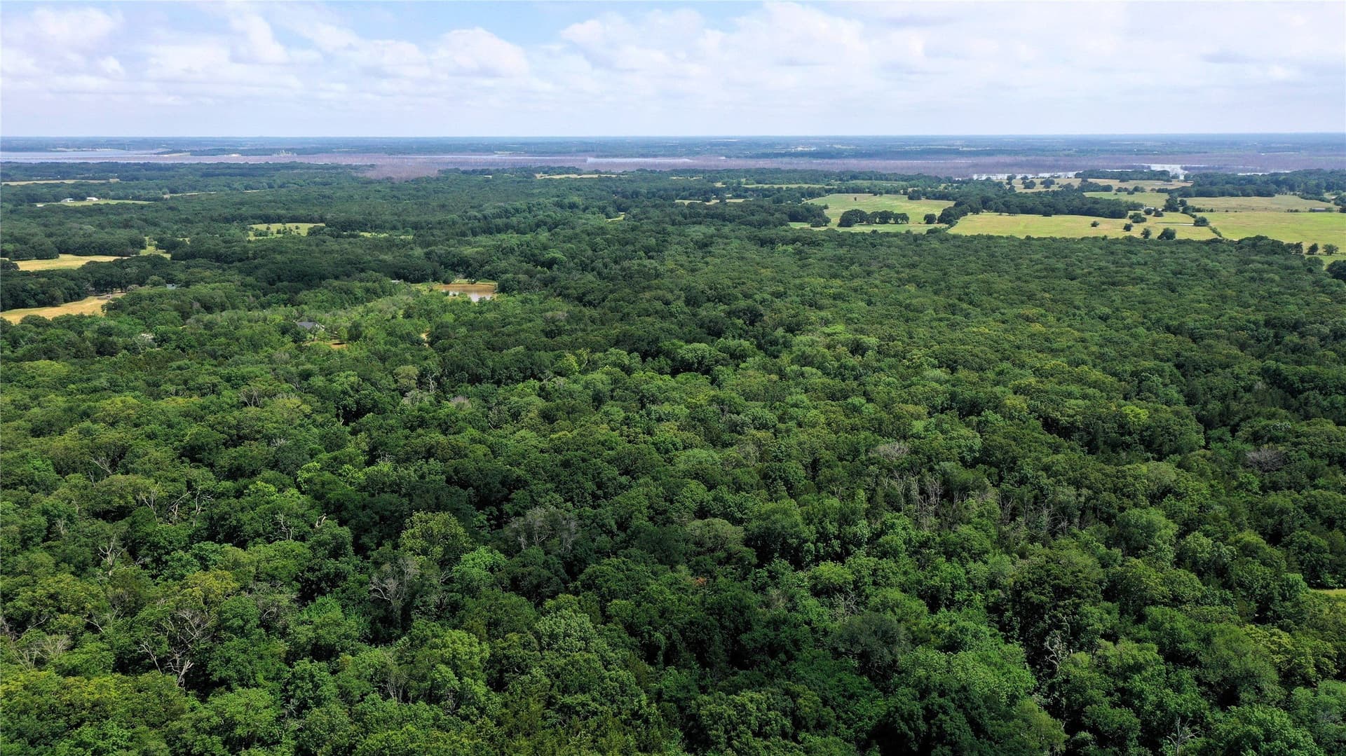 77.23 acres in Fannin County gallery image 4