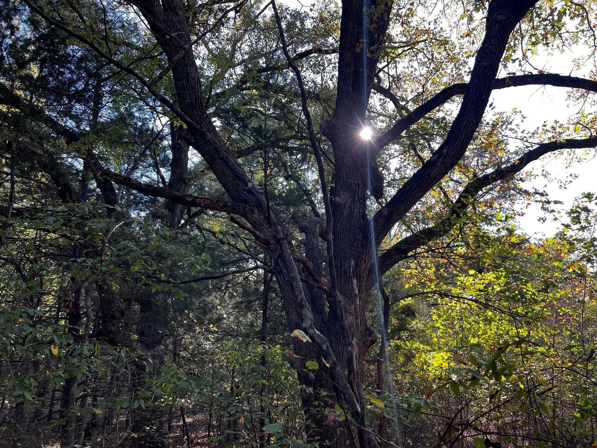 77.23 acres in Fannin County - photo 23