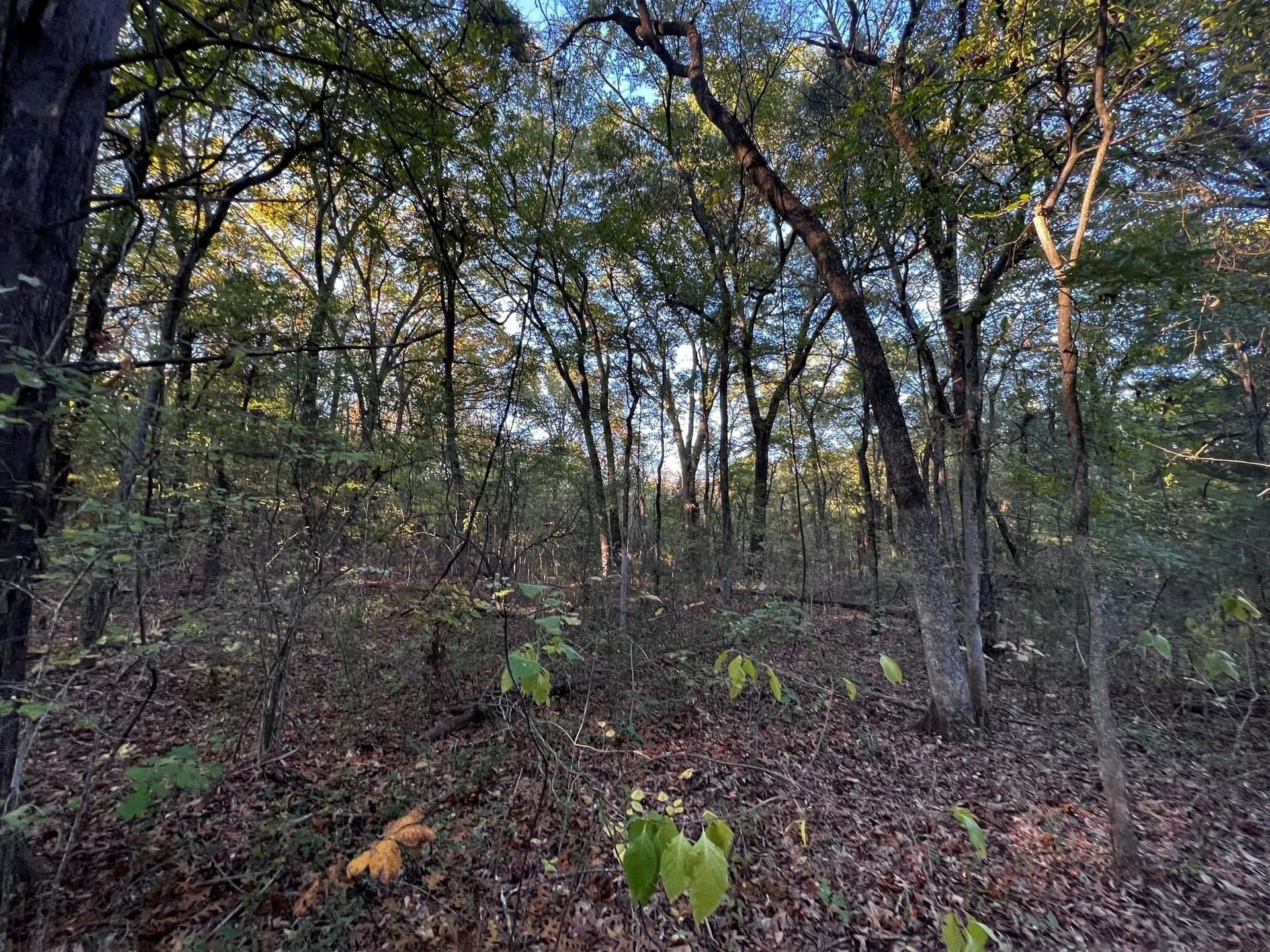 77.23 acres in Fannin County - photo 22