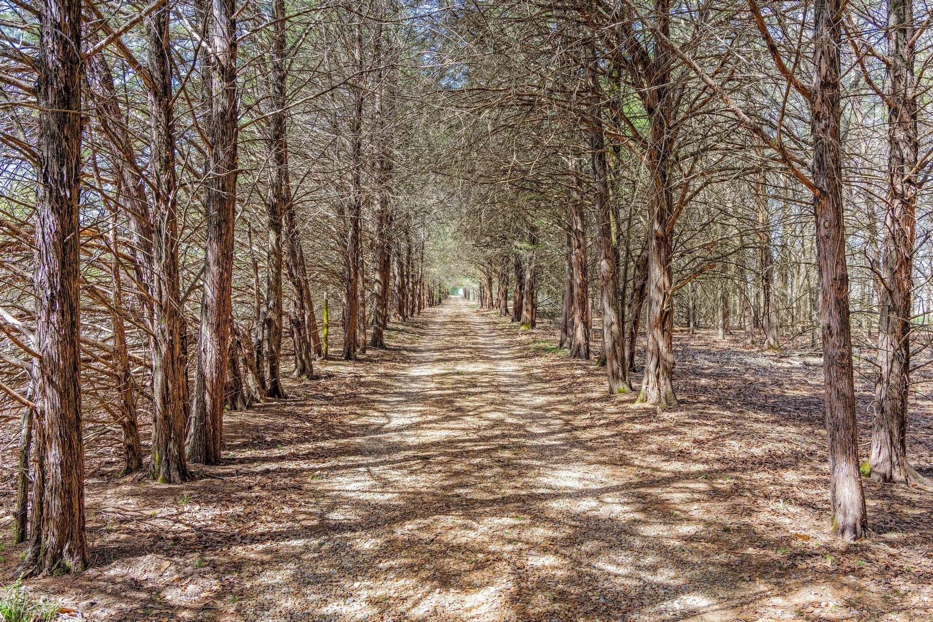 61.5 acres in Fannin County - photo 2