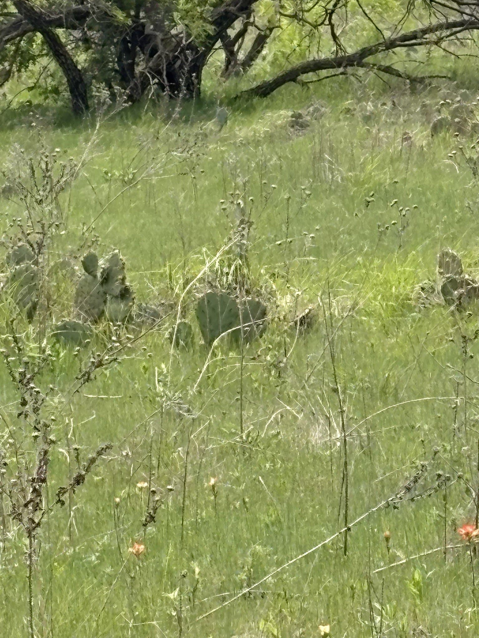 143.51 acres in Jack County - photo 7