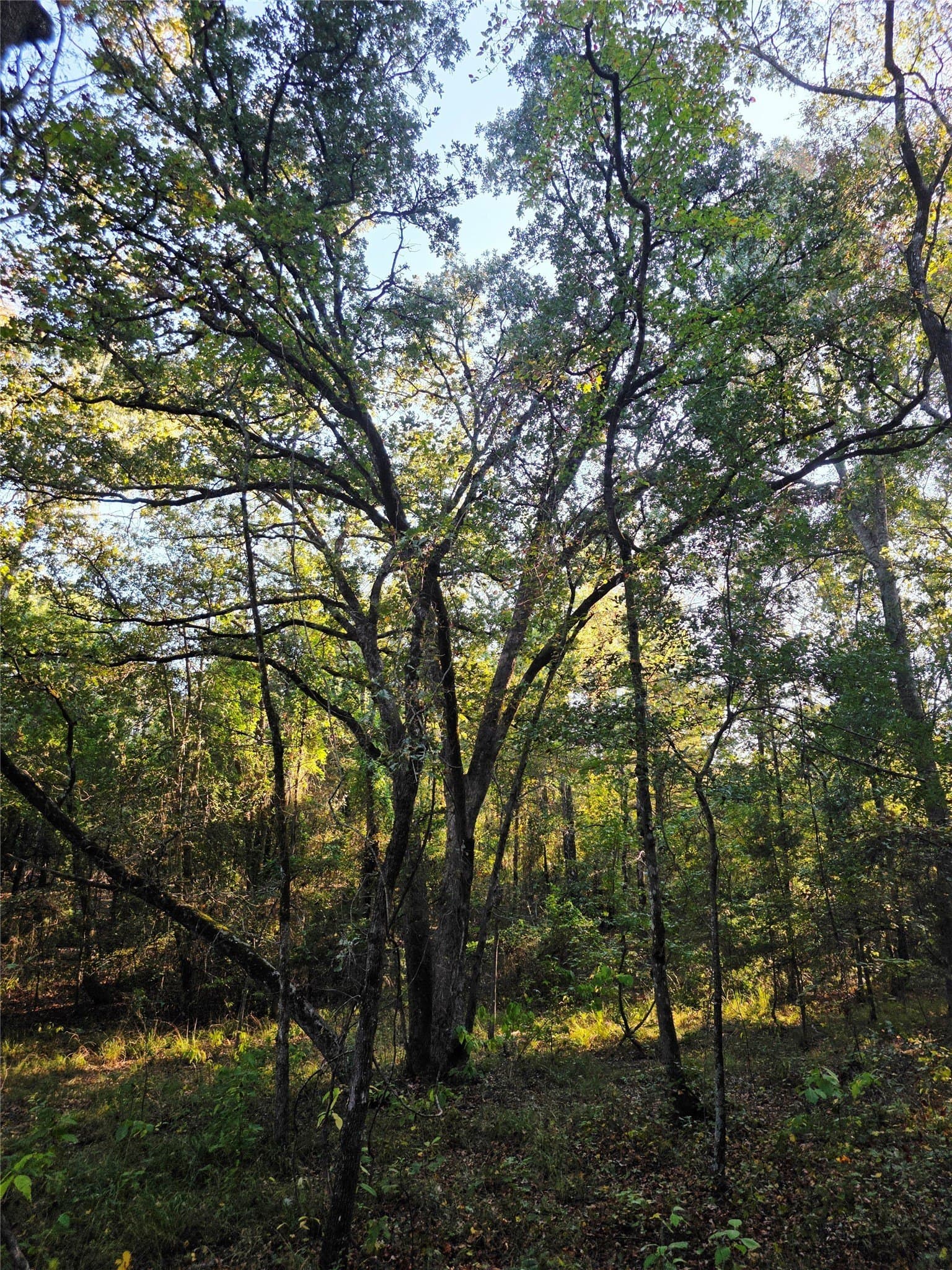 5.17 acres in Henderson County - photo 22