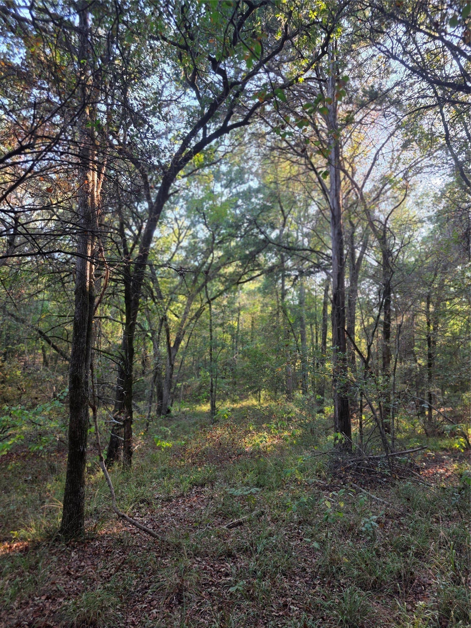 5.17 acres in Henderson County - photo 36