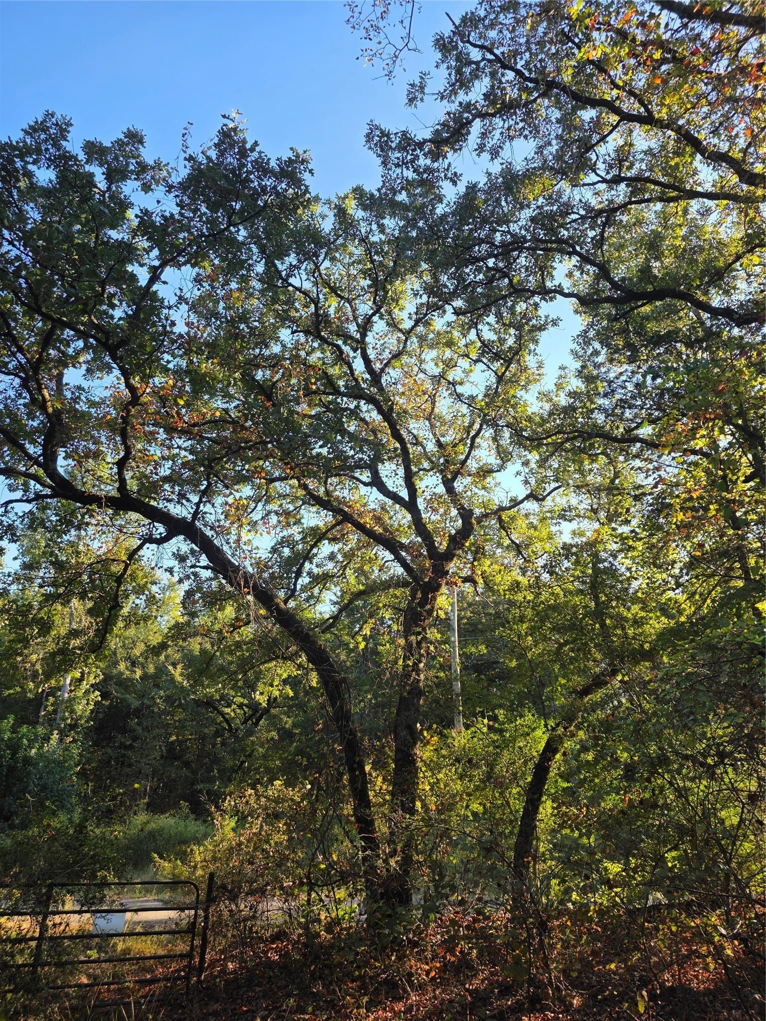 5.17 acres in Henderson County - photo 2
