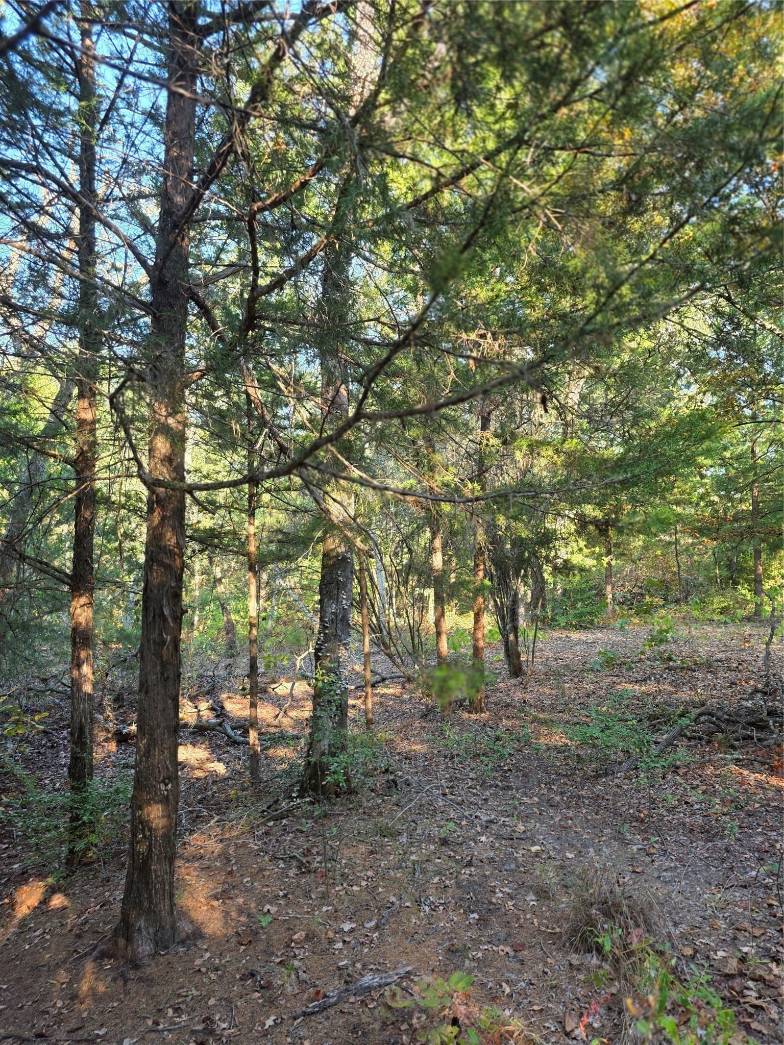 5.17 acres in Henderson County - photo 11