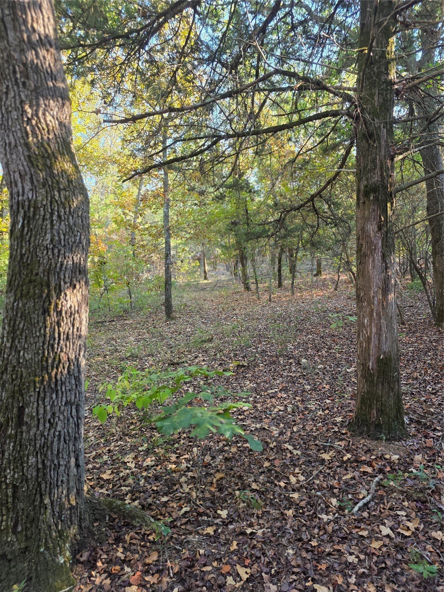 5.17 acres in Henderson County - photo 26