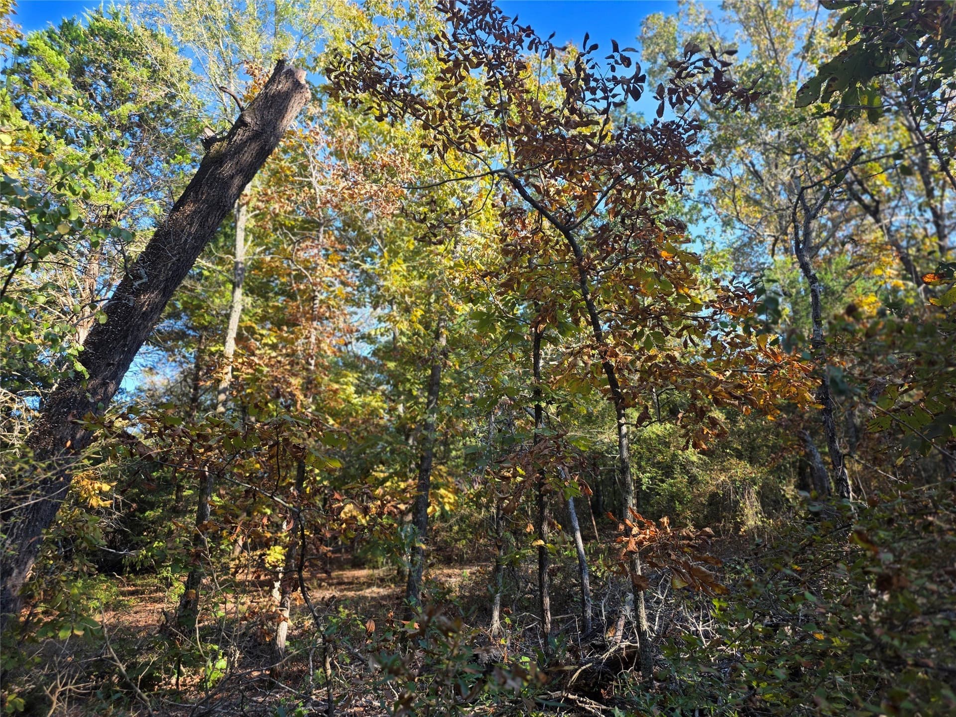 5.17 acres in Henderson County - photo 17