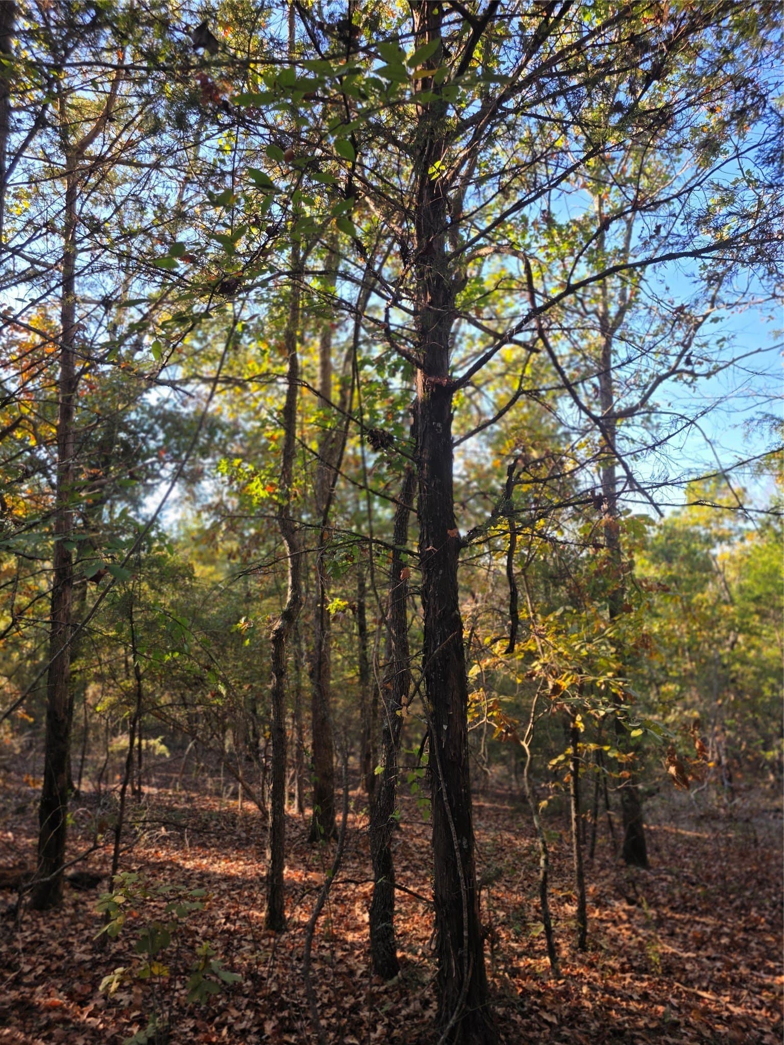 5.17 acres in Henderson County - photo 13