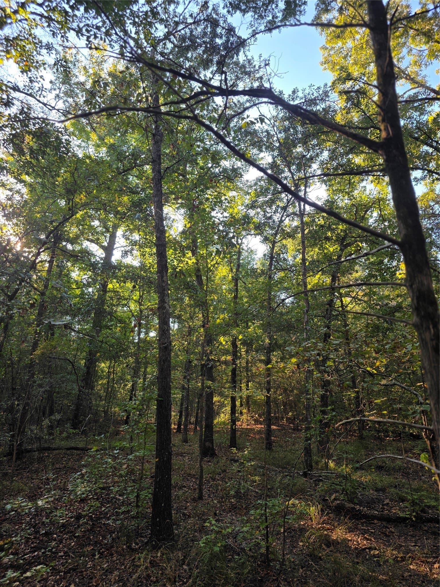 5.17 acres in Henderson County - photo 19