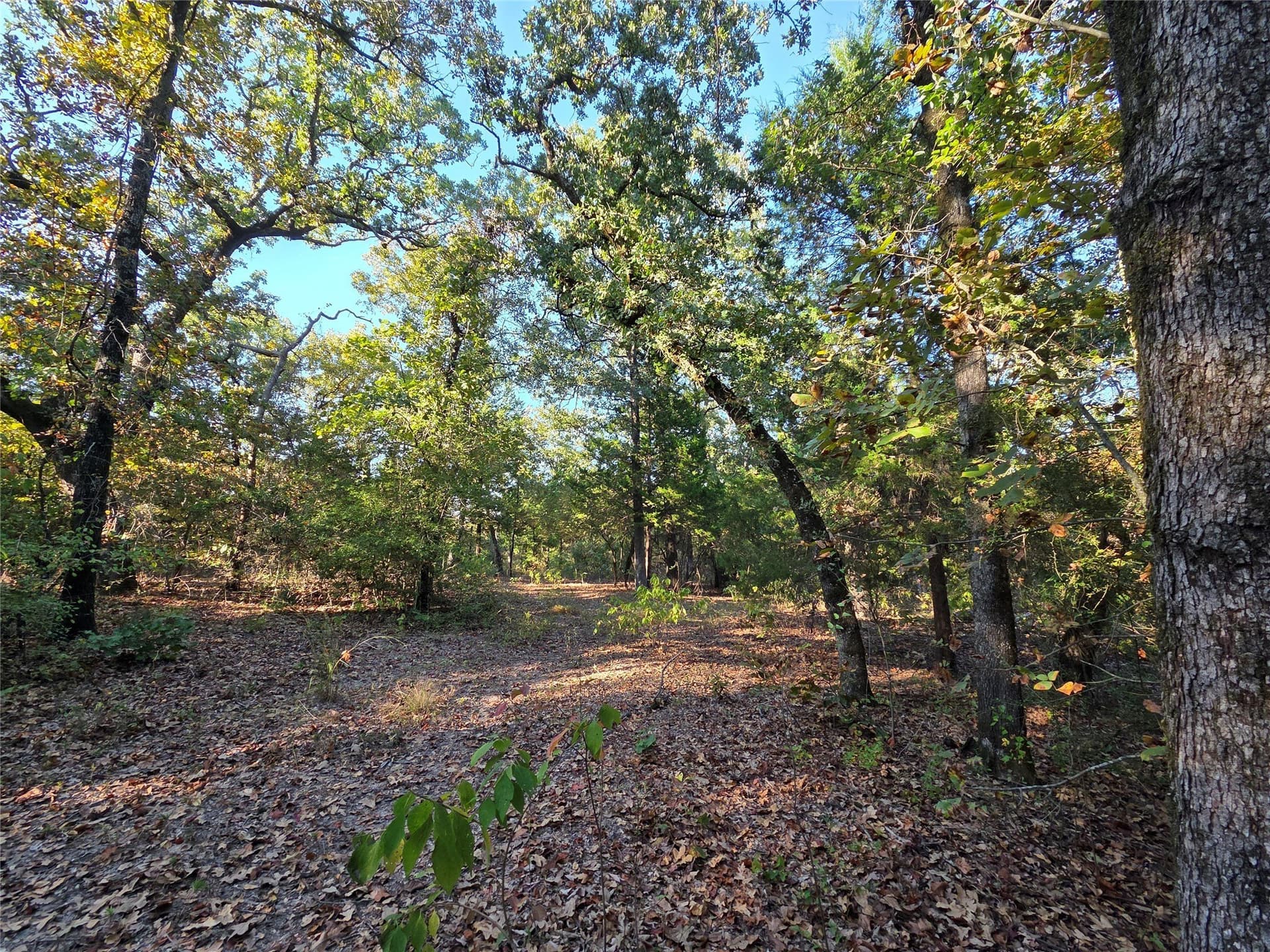 5.17 acres in Henderson County - photo 5