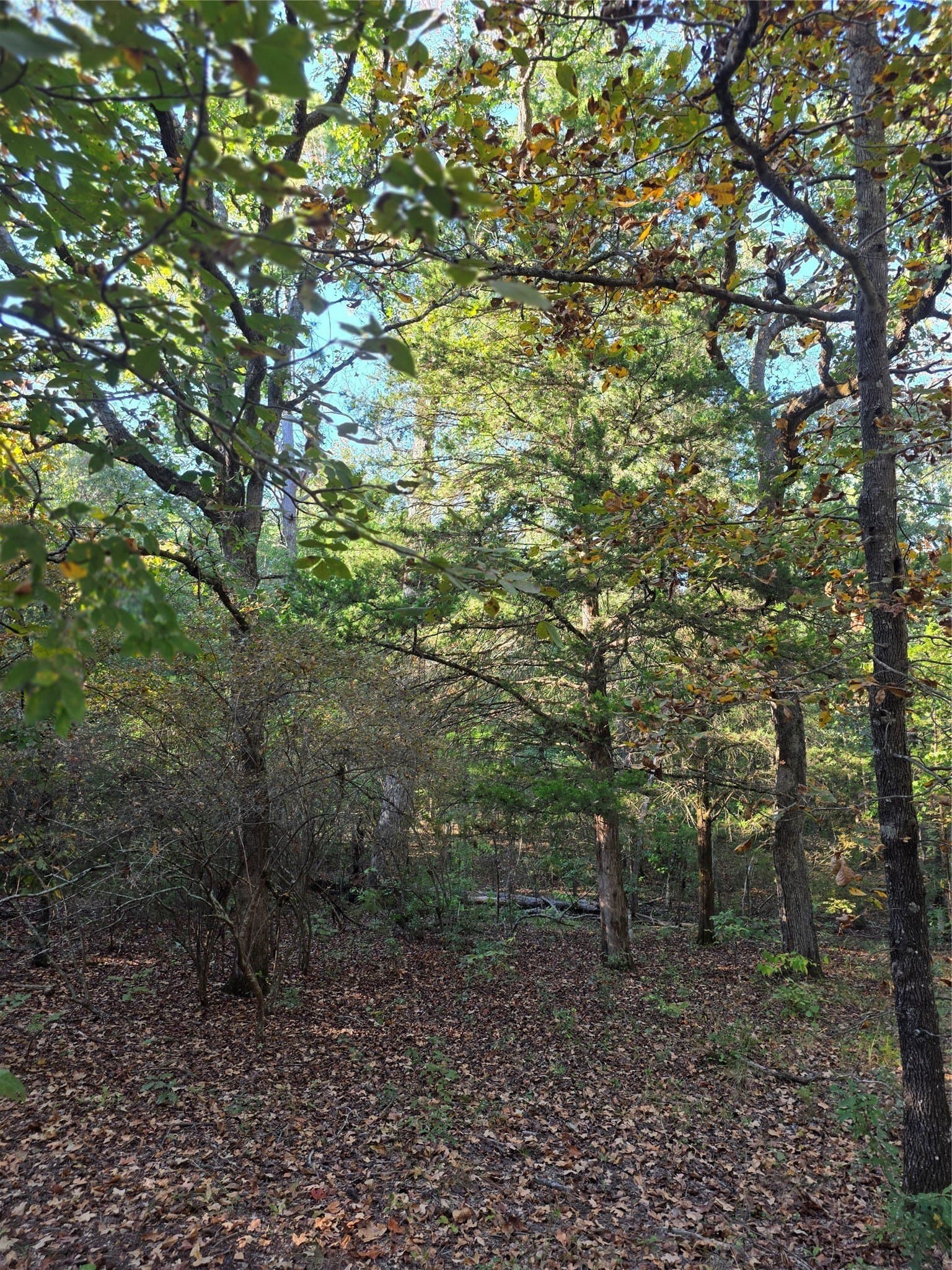 5.17 acres in Henderson County - photo 18
