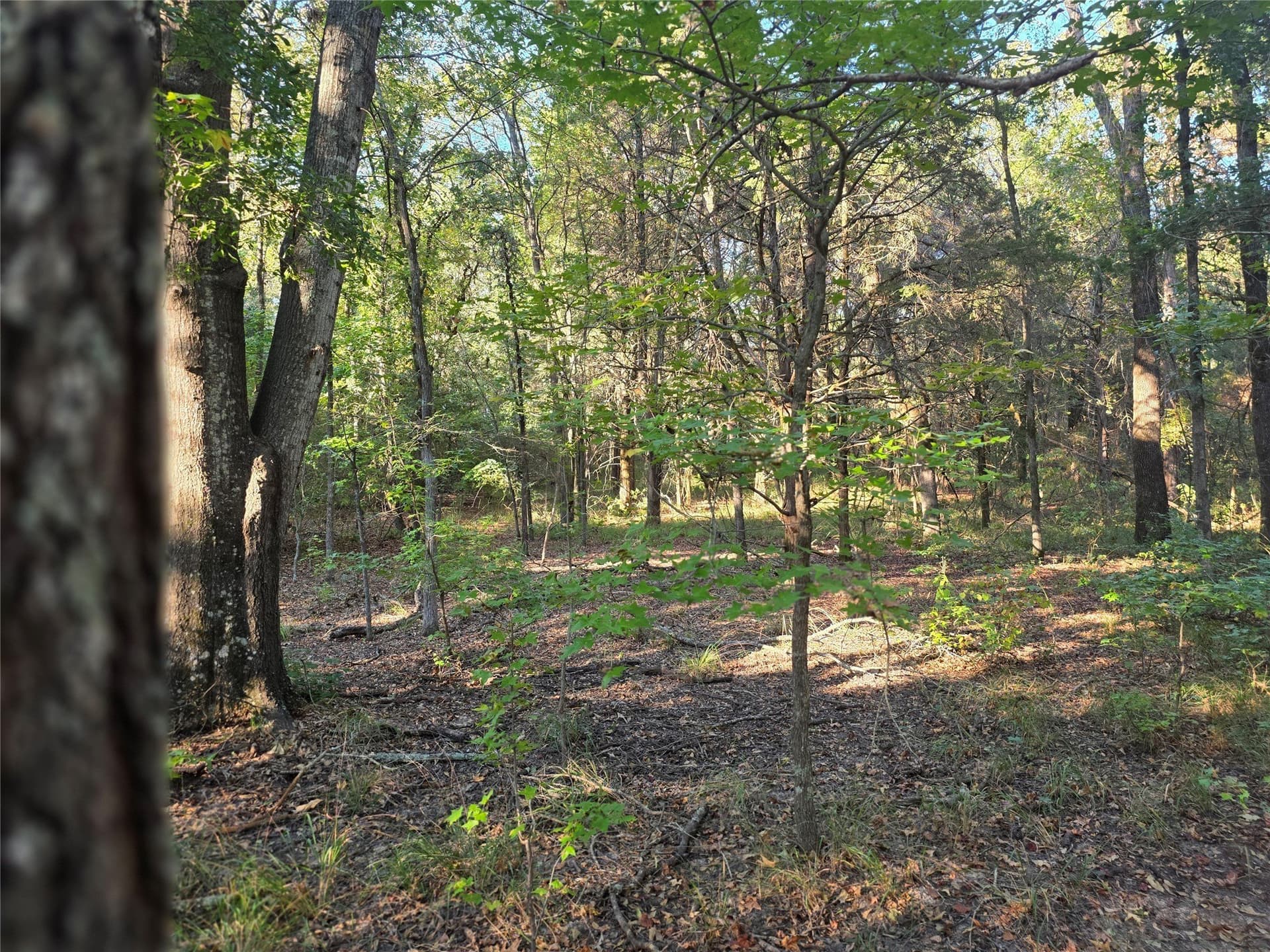 5.17 acres in Henderson County - photo 20