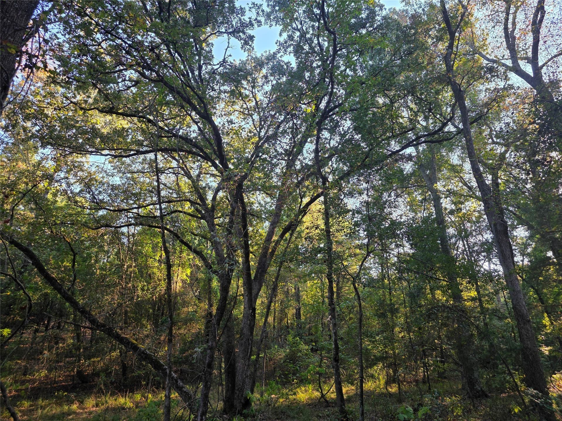 5.17 acres in Henderson County - photo 38