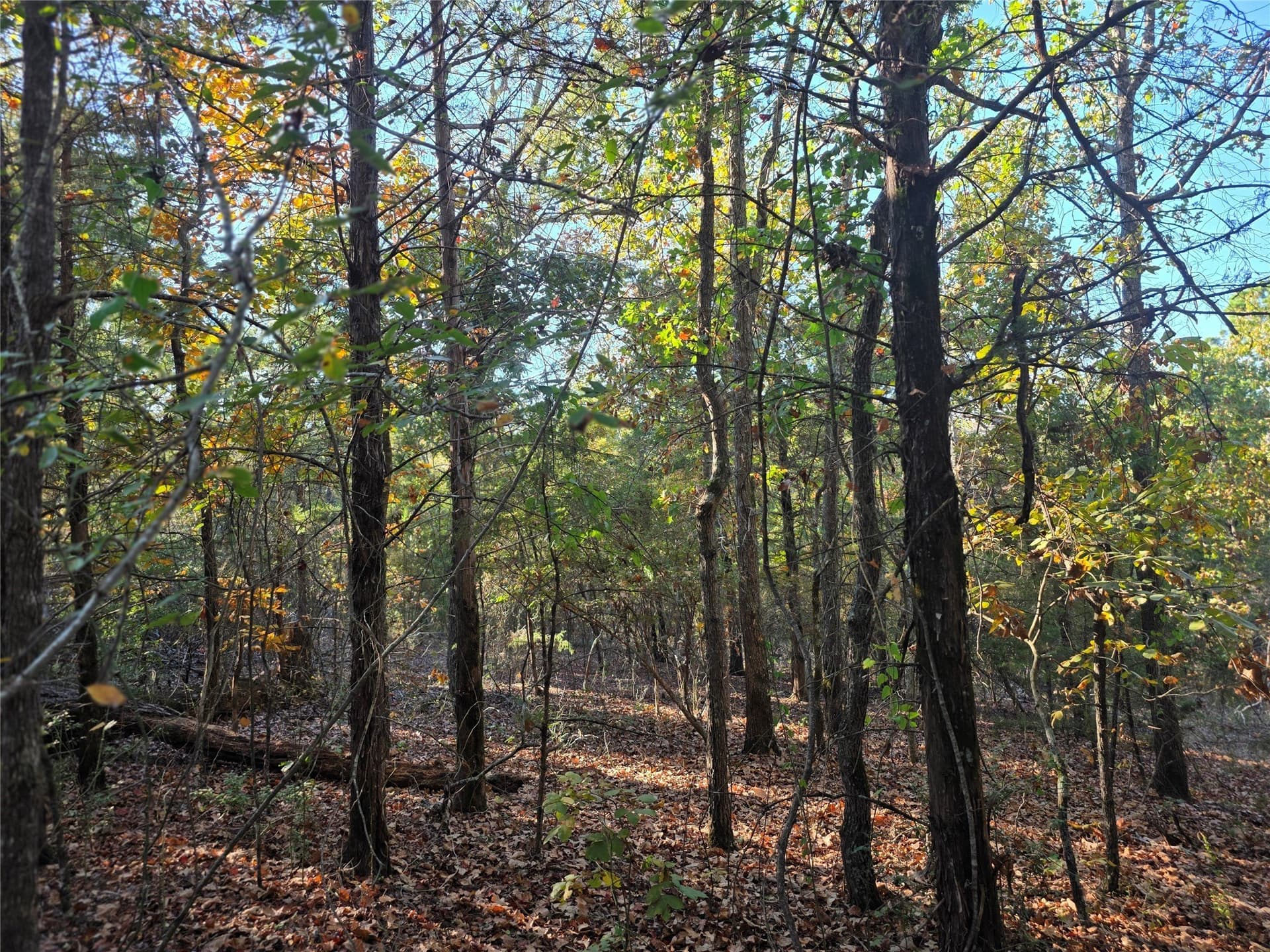 5.17 acres in Henderson County - photo 14