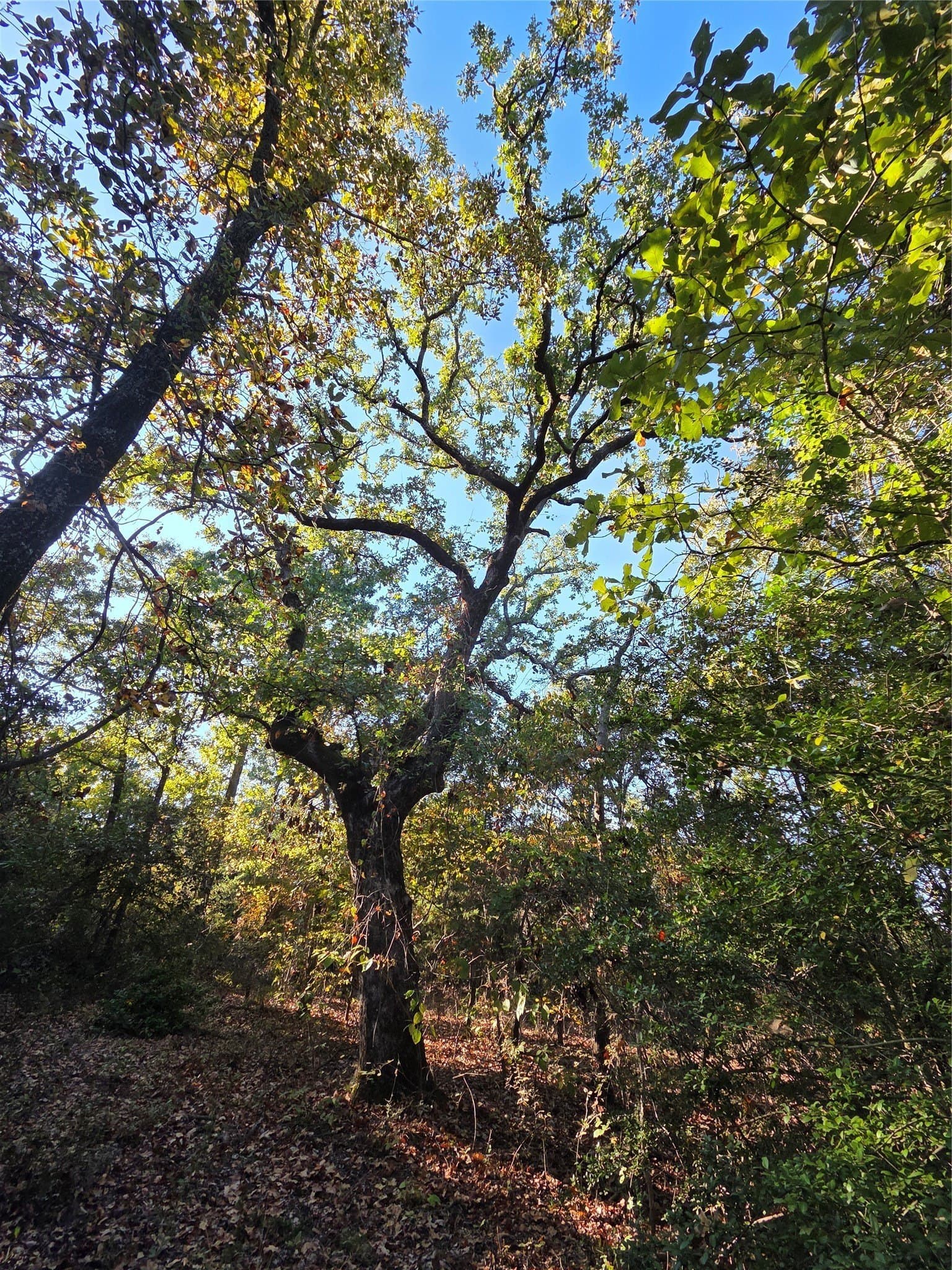 5.17 acres in Henderson County - photo 10