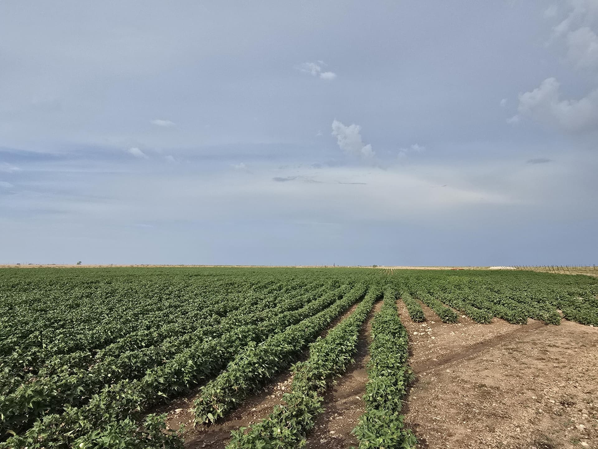 31.2 acres in Gaines County - photo 2