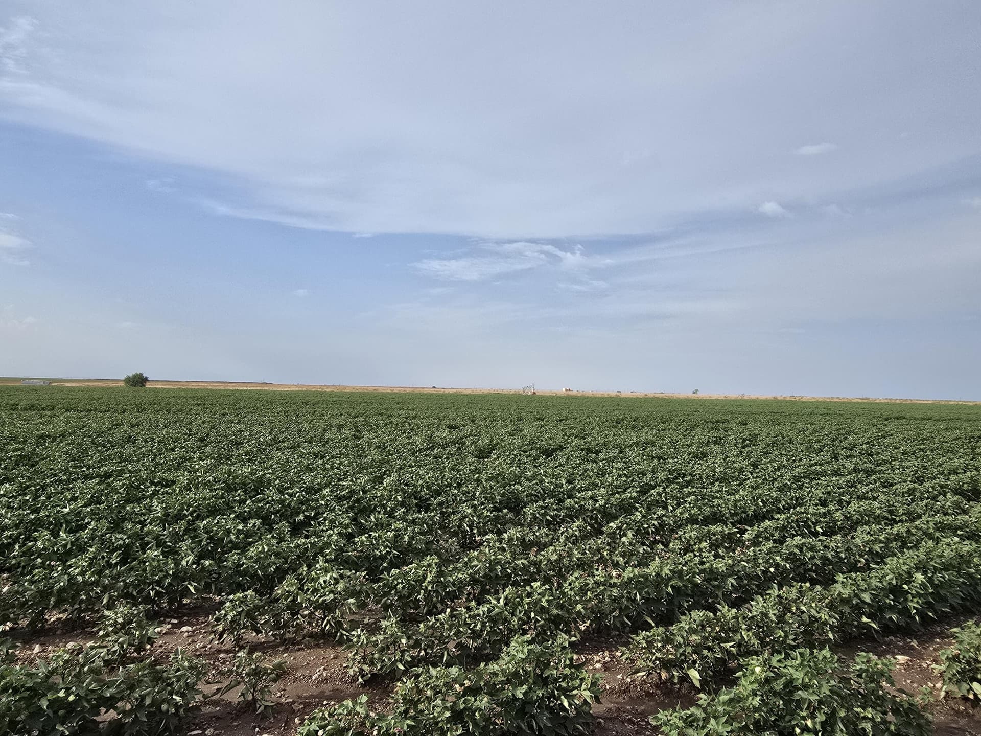31.2 acres in Gaines County