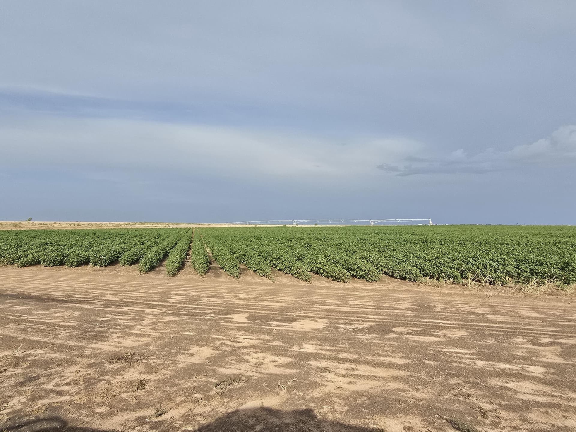 31.2 acres in Gaines County - photo 6