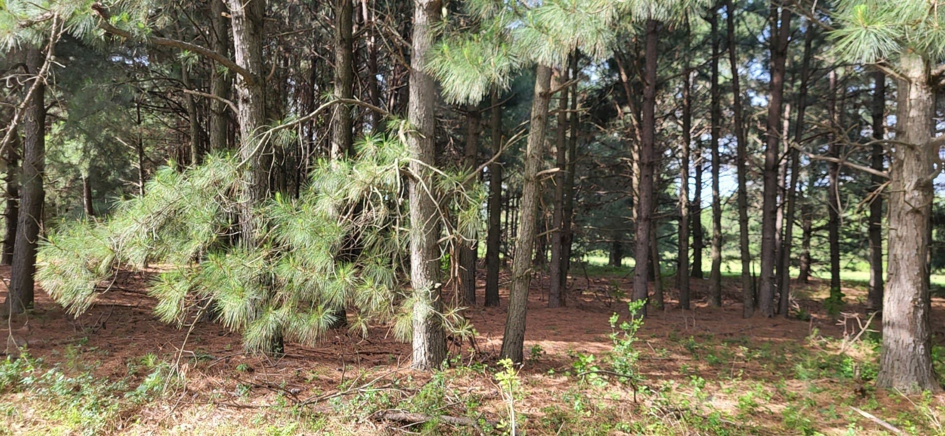 15 acres in Hopkins County - photo 4