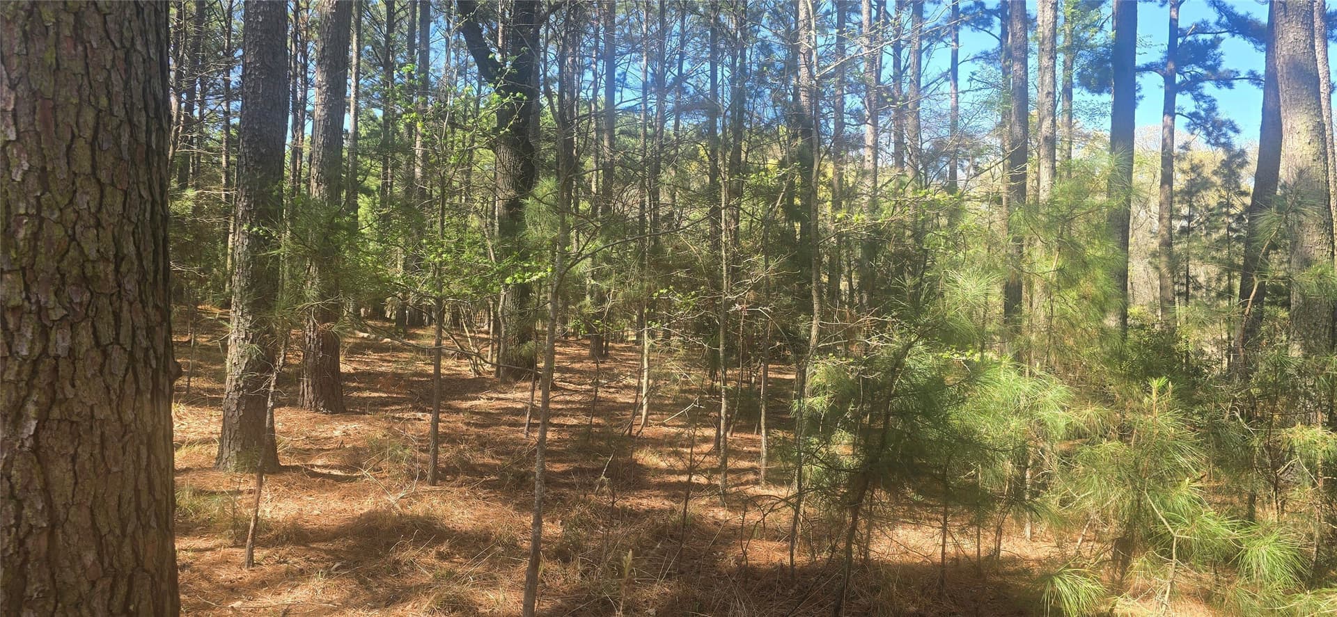 2.02 acres in Henderson County - photo 8