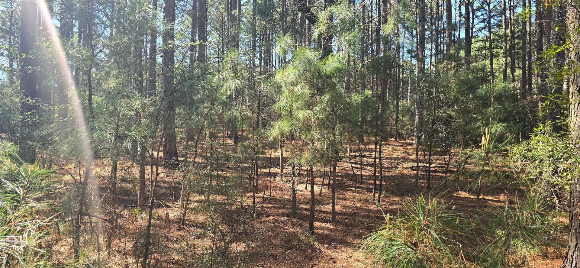 2.02 acres in Henderson County - photo 9