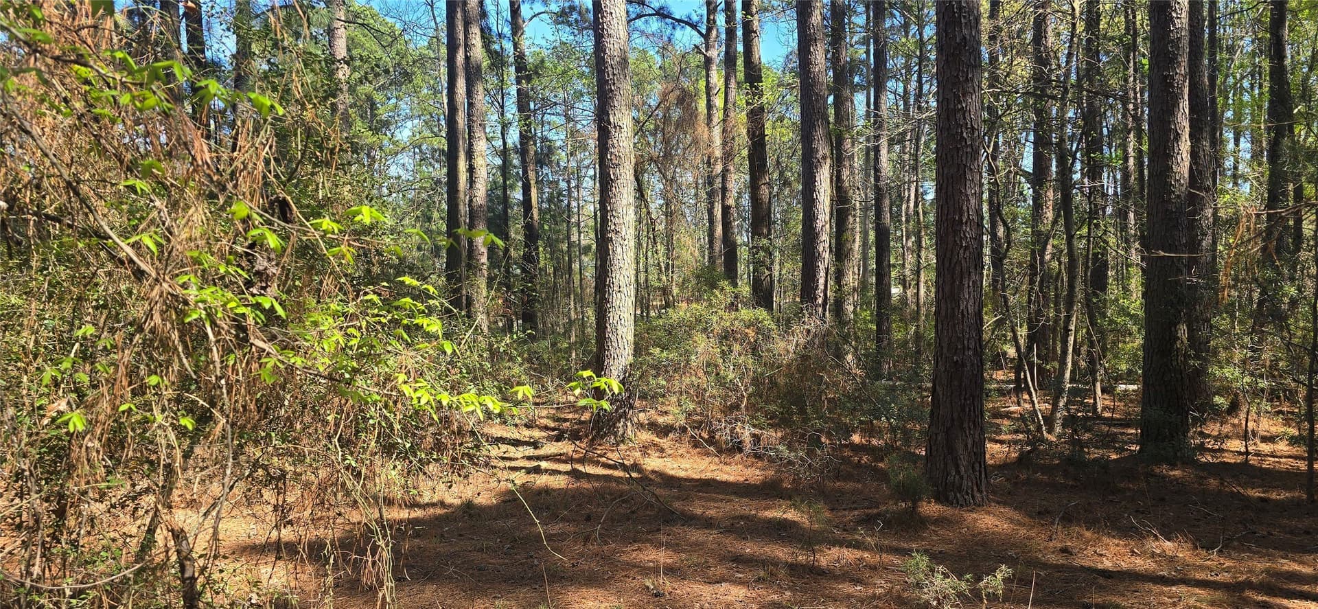 2.02 acres in Henderson County - photo 10