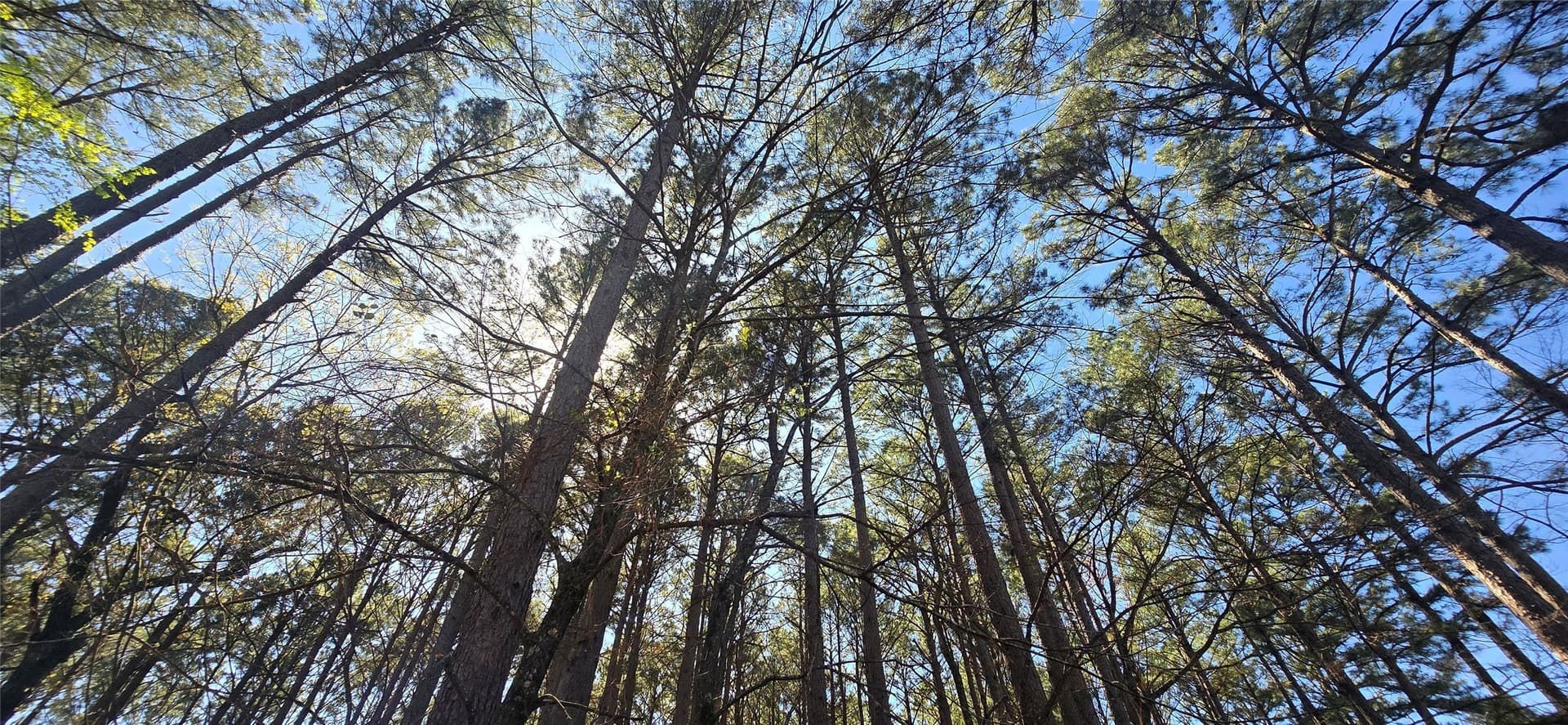 2.02 acres in Henderson County - photo 11