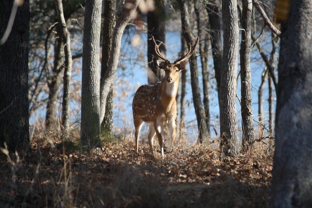 2.02 acres in Henderson County - photo 17