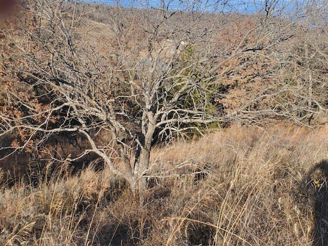 10 acres in Montague County - photo 7