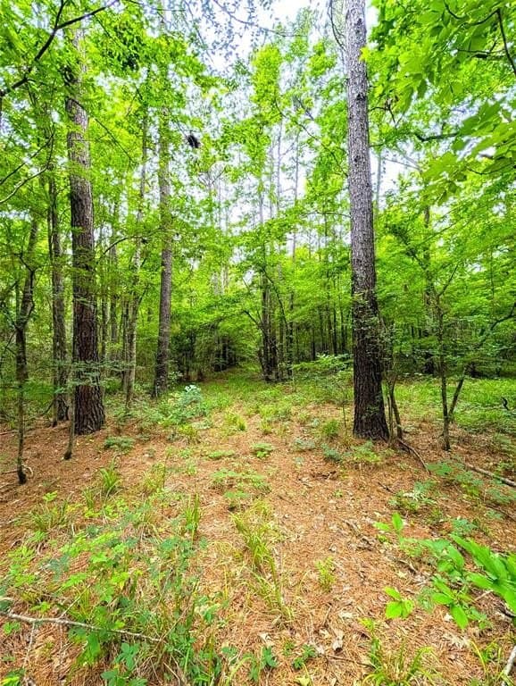 66.4 acres in Cherokee County gallery image 4