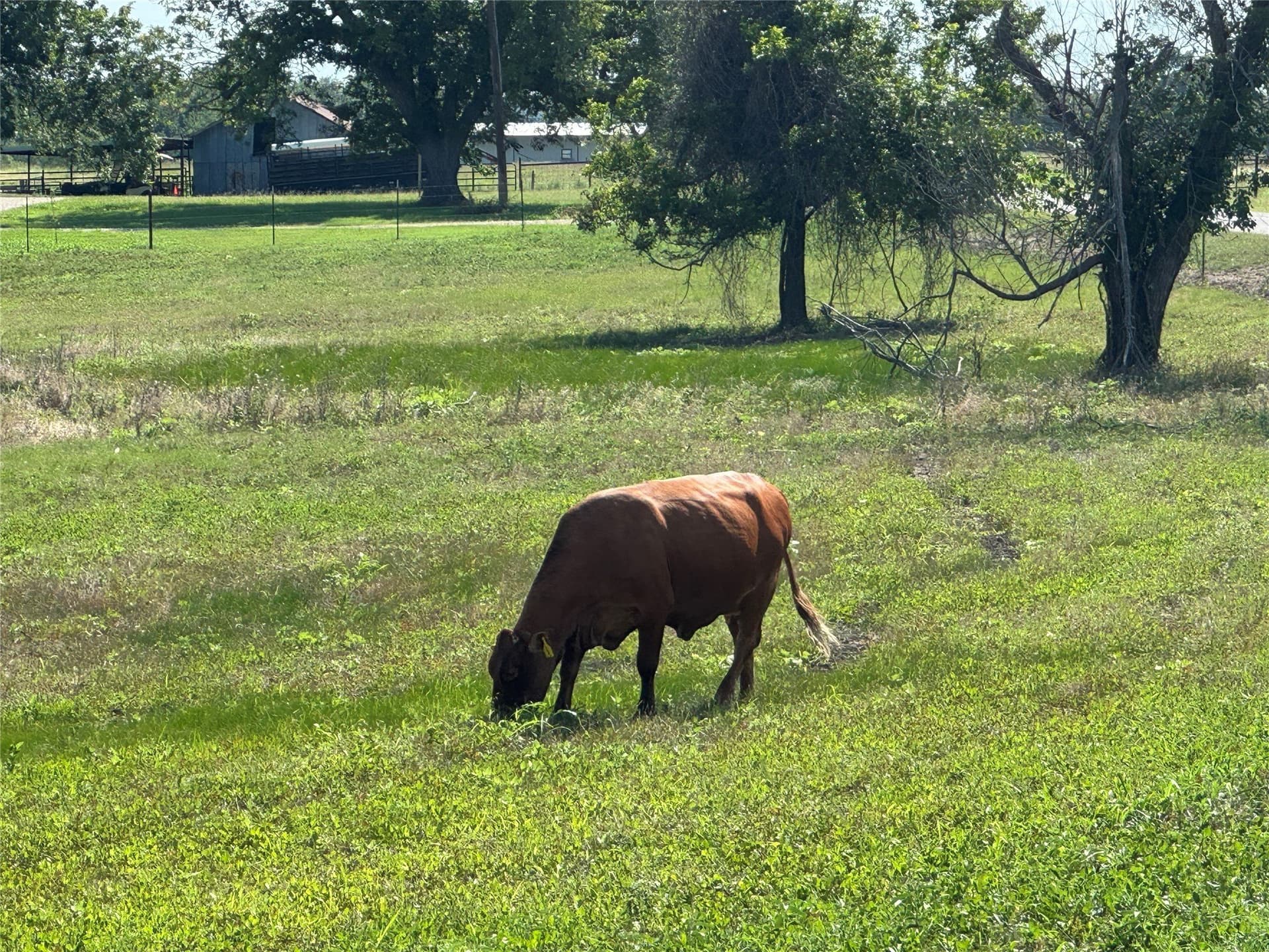 11.52 acres in Bell County - photo 8